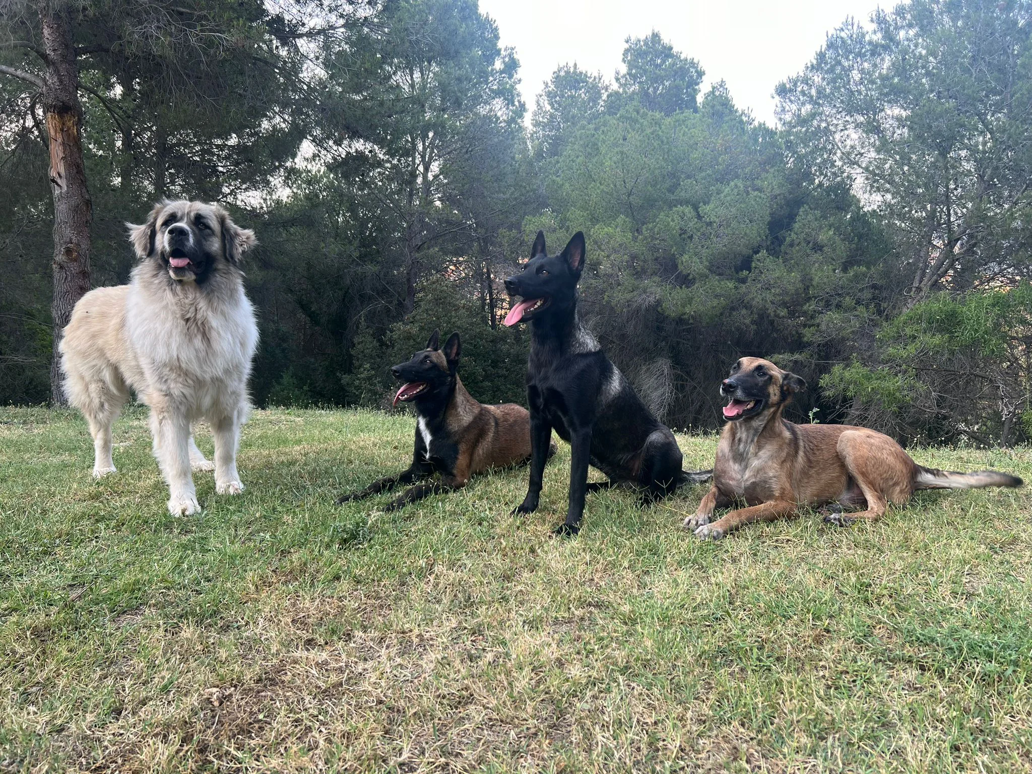 Imagen Bienestar Canino