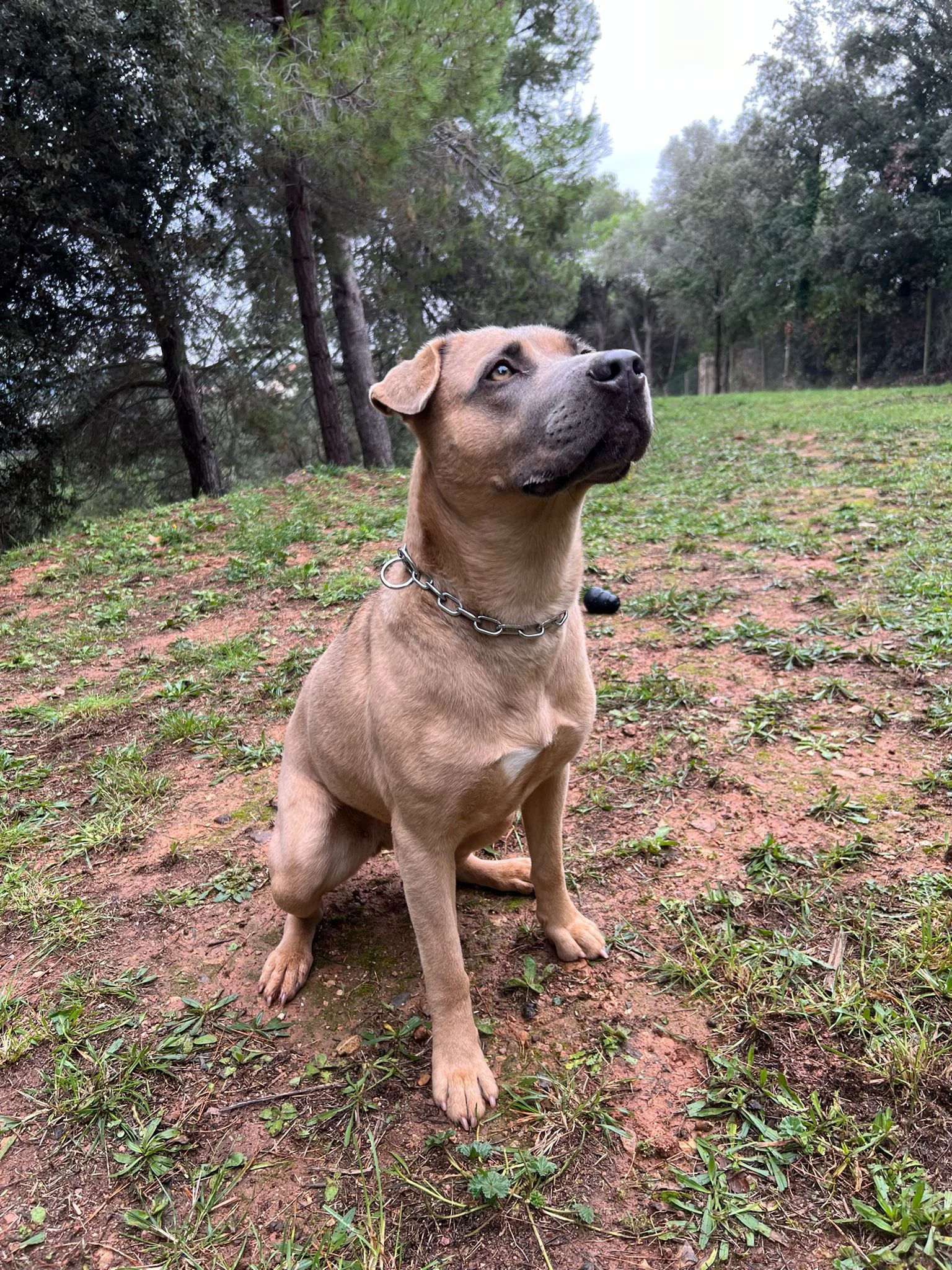 Perro disfrutando de la residencia