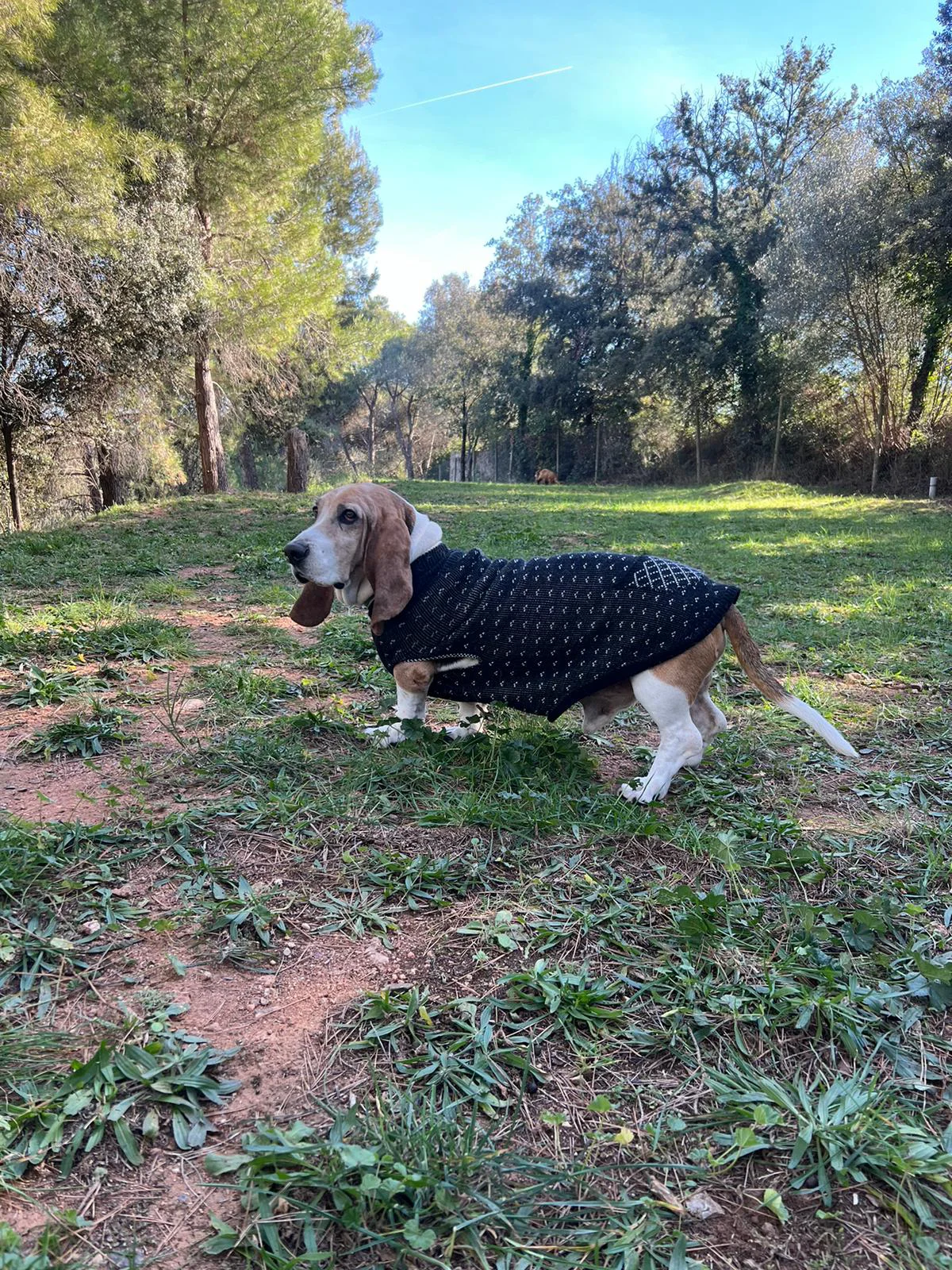 Perro en la montaña