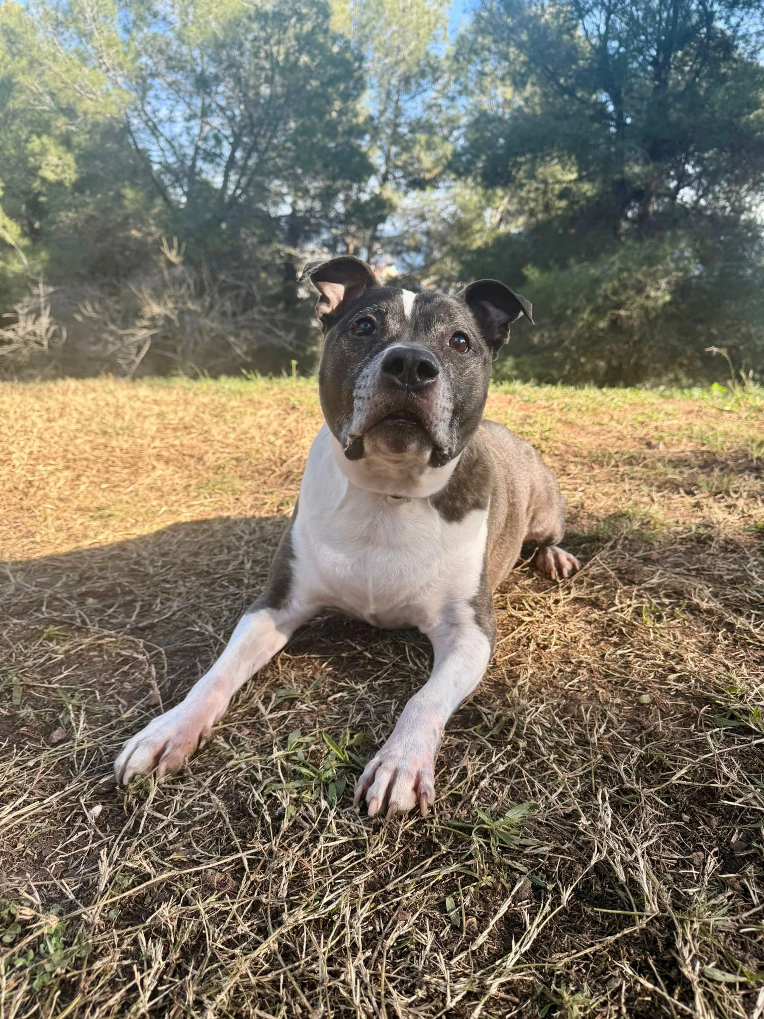 Perro en la naturaleza