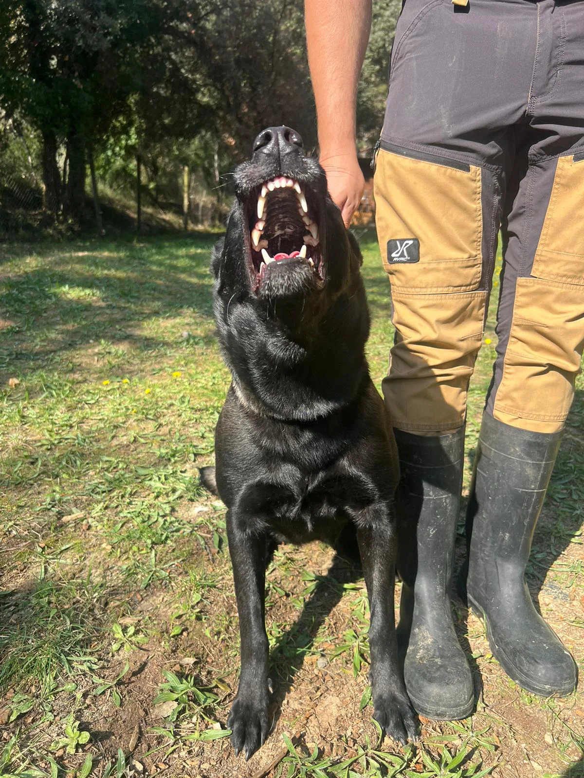 Perros reactivos y cuidados especiales