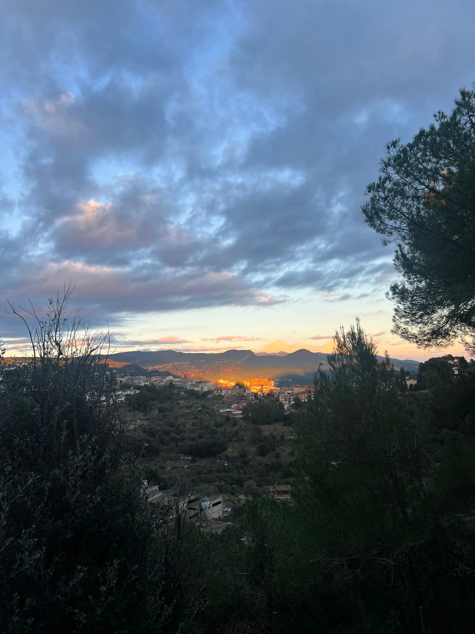 Perro feliz en M.H.O.N CÁN