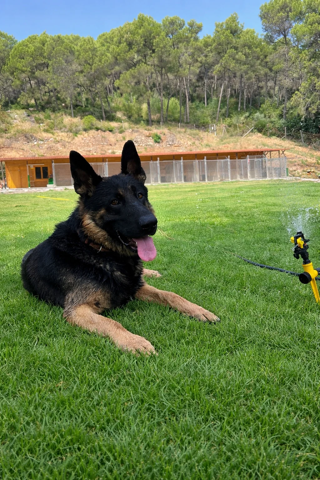 Perro disfrutando de la naturaleza